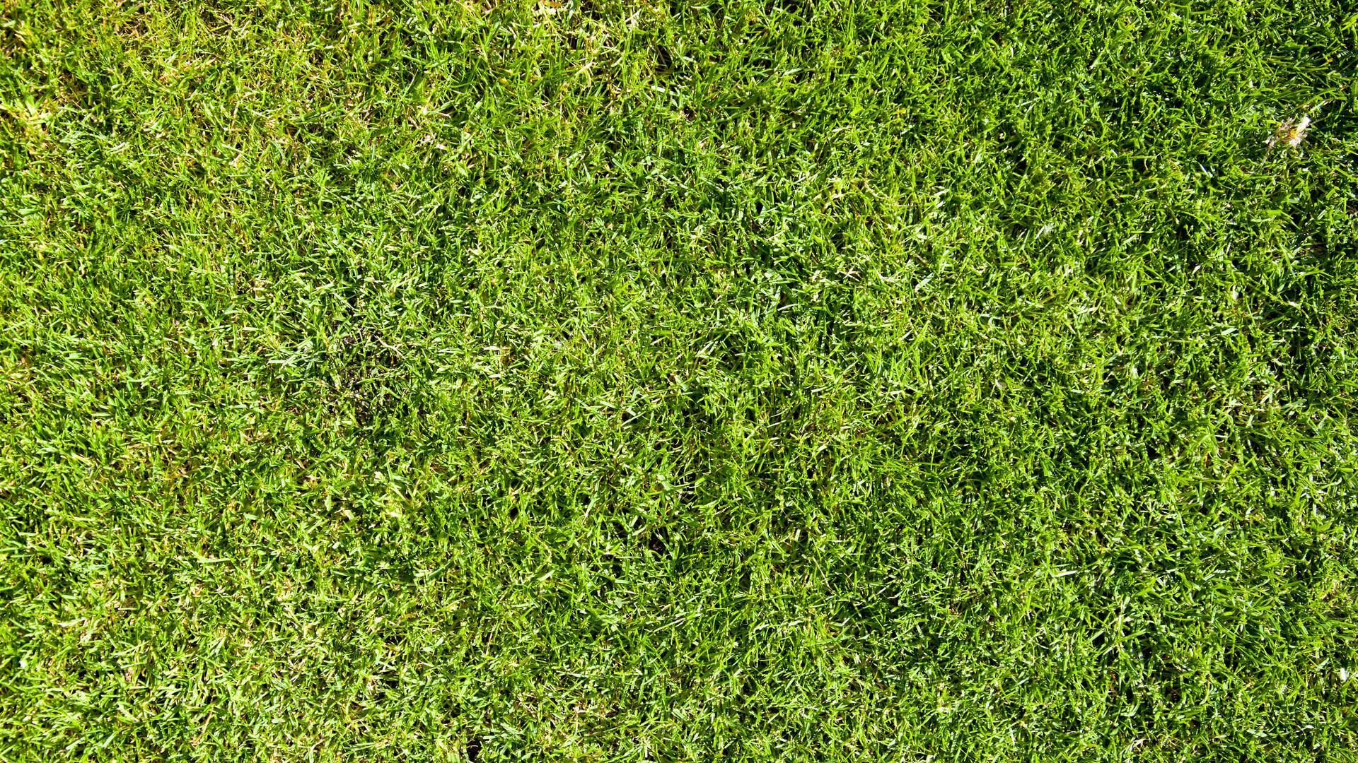 Von oben fotografiert: Grüner, perfekt geschnittner Rasen.