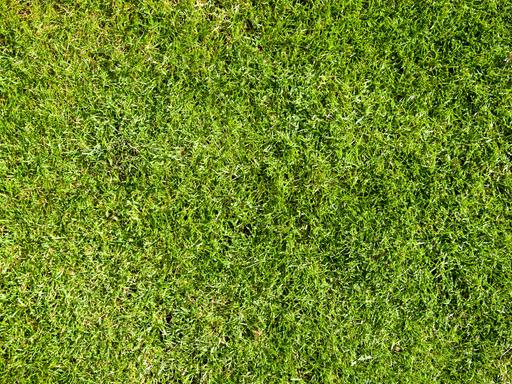 Von oben fotografiert: Grüner, perfekt geschnittner Rasen.