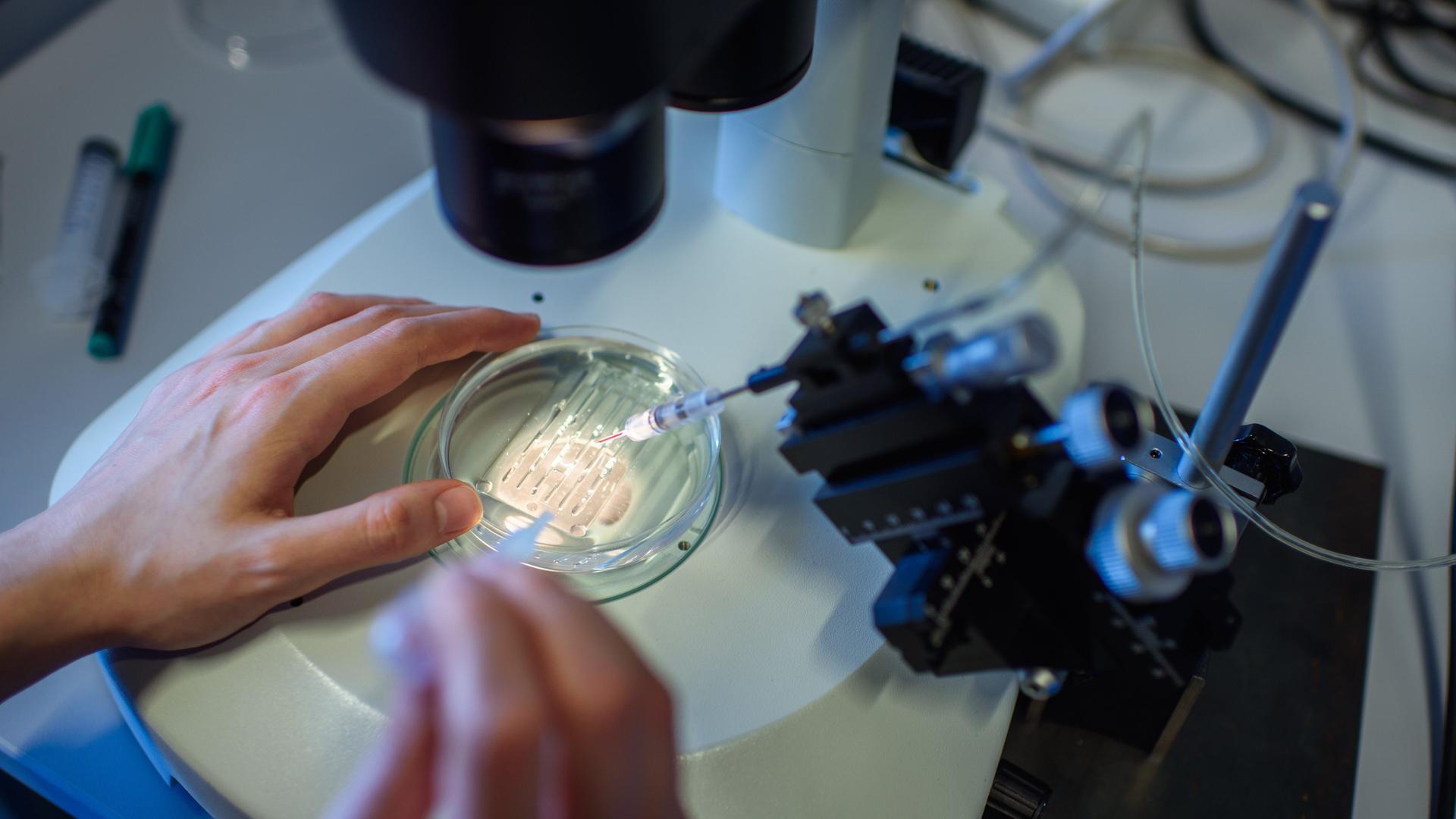 Eine wissenschaftliche Mitarbeiterin pipettiert während des CRISPR/Cas9-Verfahrens in einem Labor am Max-Delbrück-Centrum für Molekulare Medizin in einer Petrischale.