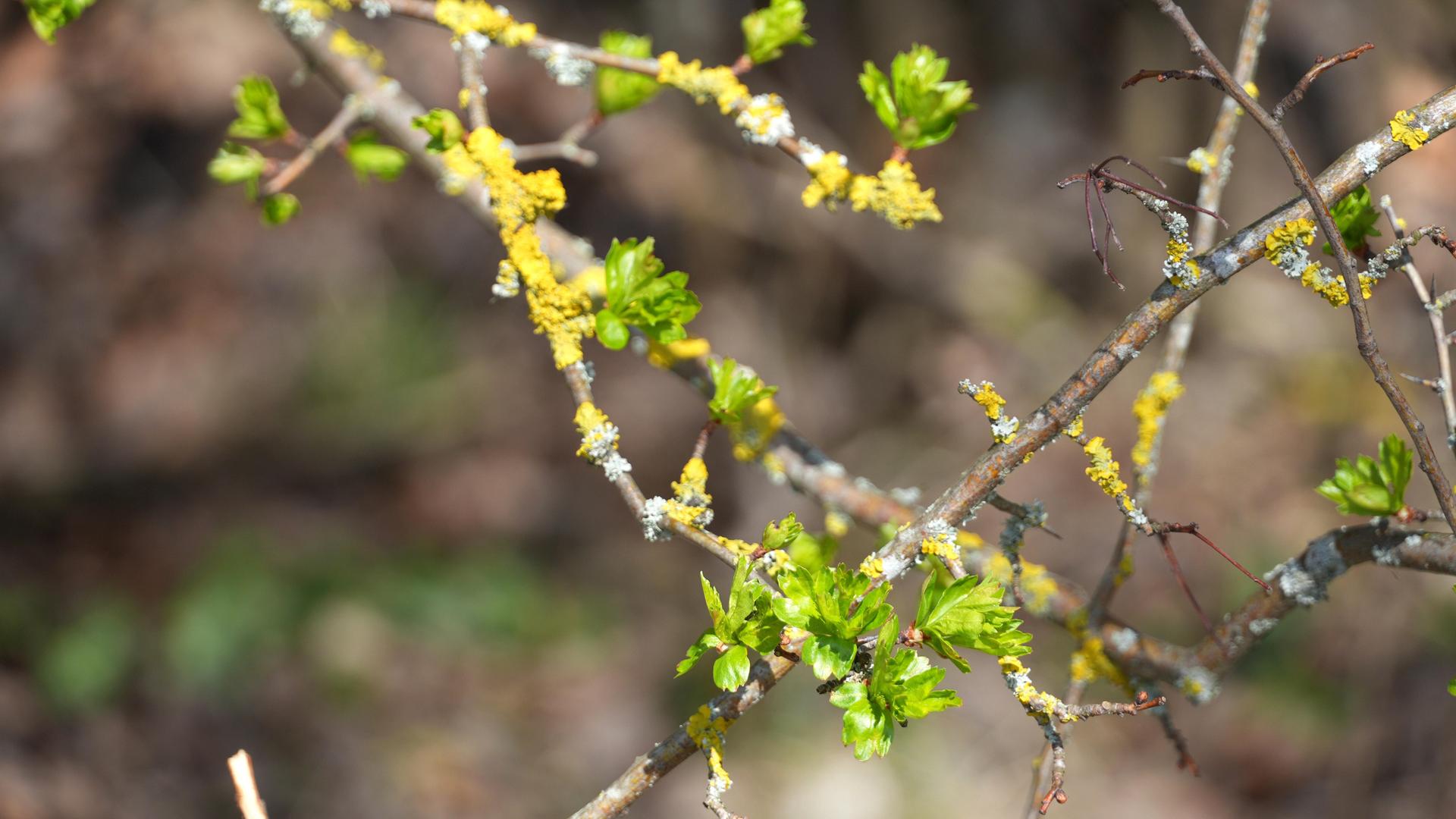 Junge Triebe an einem mit Flechten übersäten Zweig eines Weissdorns im Frühling