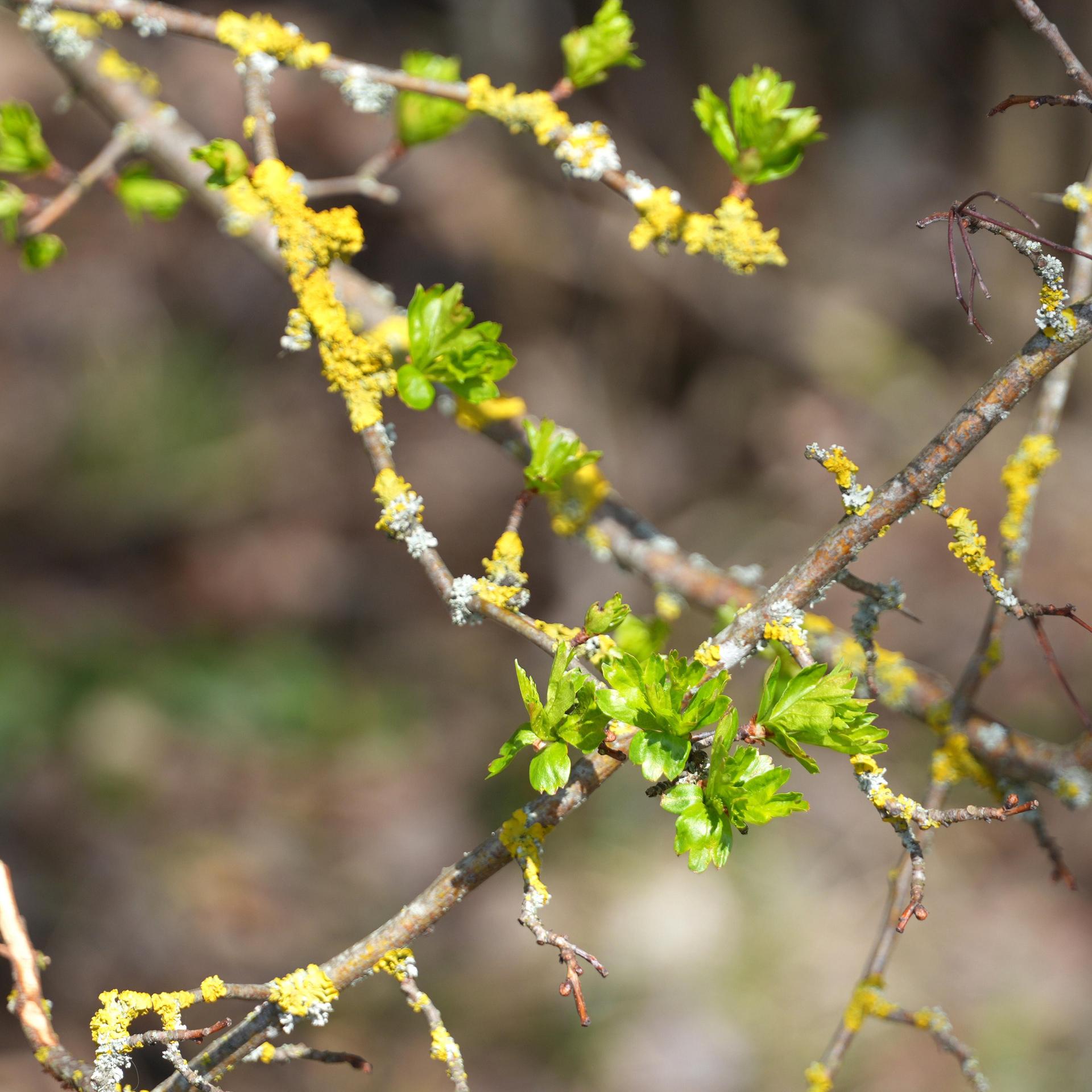 Junge Triebe an einem mit Flechten übersäten Zweig eines Weissdorns im Frühling