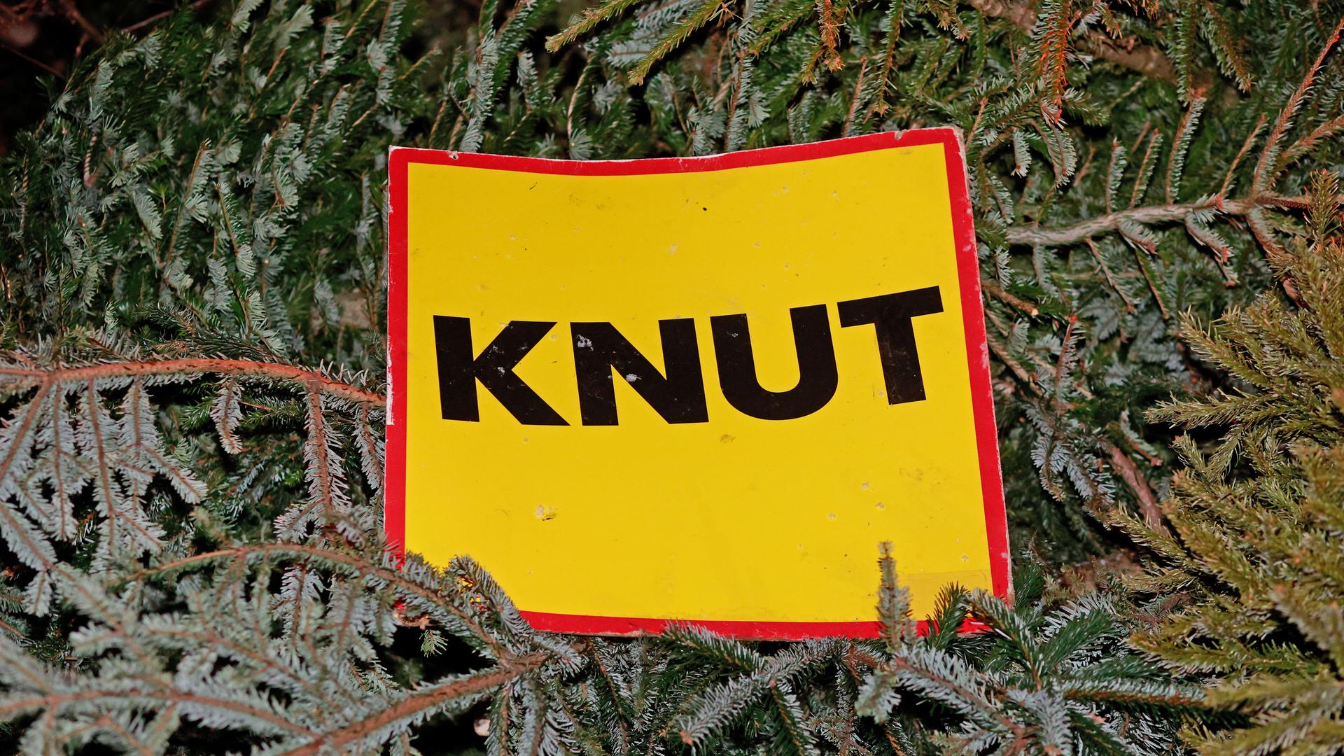 Weihnachtsbäume liegen aufgestapelt in der Gemeinde Stapelburg. Auf ihnen liegt ein gelbes Schild mit rotem Rand, auf dem "KNUT" steht. Weihnachtsbäume liegen aufgestapelt in der Gemeinde Stapelburg. Auf ihnen liegt ein gelbes Schild mit rotem Rand, auf dem "KNUT" steht.
