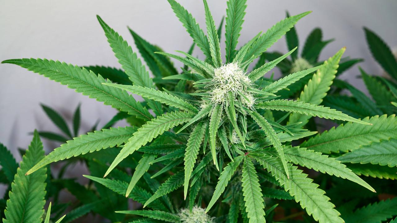 Wo Beantragt Man Ein Führungszeugnis Cannabis - Lizenzen für Anbau können beantragt werden