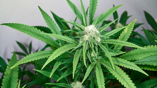 Eine Cannabis-Pflanze mit Blüte in der Mitte
