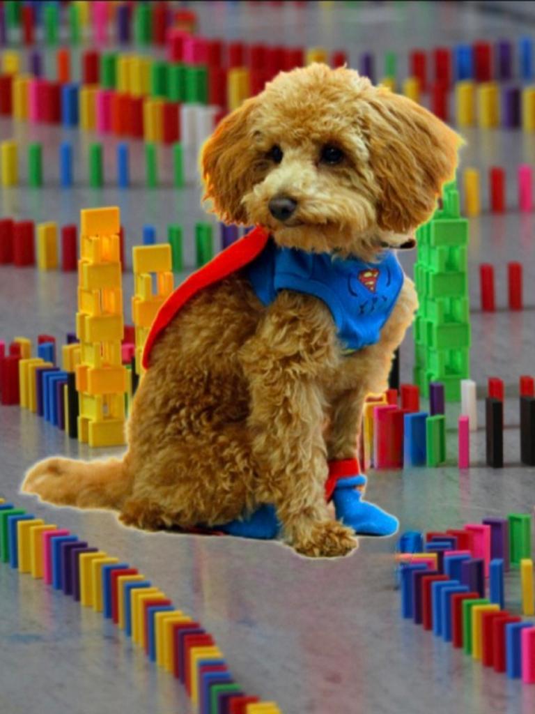 Collage: Ein Hund sitzt zwischen einer langen Reihe an bunten Dominosteinen.