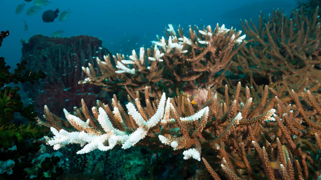 Ein Blick ins Meer bei Indonesien zeigt bleiche Korallen, im Hintergrund sind kleinere Fische zu sehen. 