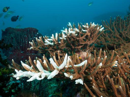 Ein Blick ins Meer bei Indonesien zeigt bleiche Korallen, im Hintergrund sind kleinere Fische zu sehen. Ein Blick ins Meer bei Indonesien zeigt bleiche Korallen, im Hintergrund sind kleinere Fische zu sehen.