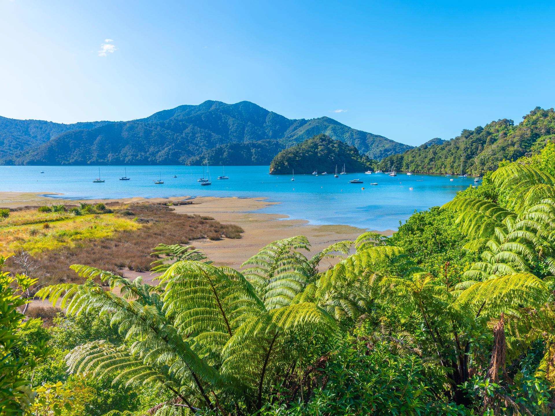 Naturaufnahme mit Farnen im Vordergrund und einem sonnenbeschienen Fjord im Hintergrund