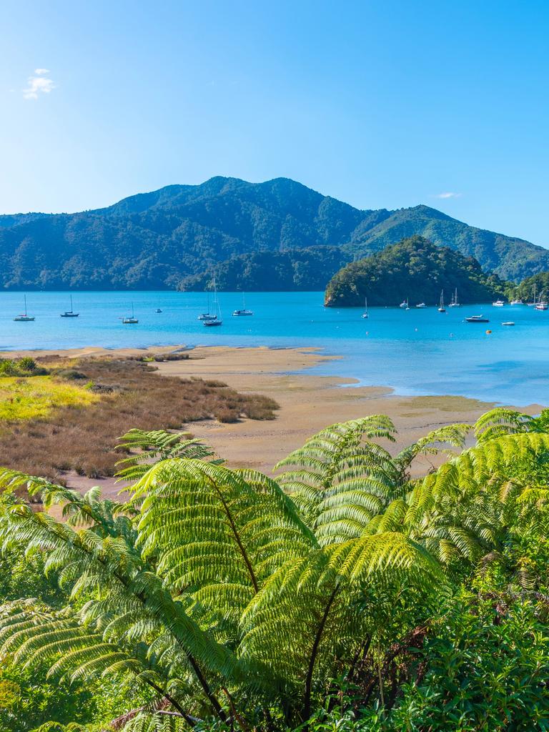 Naturaufnahme mit Farnen im Vordergrund und einem sonnenbeschienen Fjord im Hintergrund