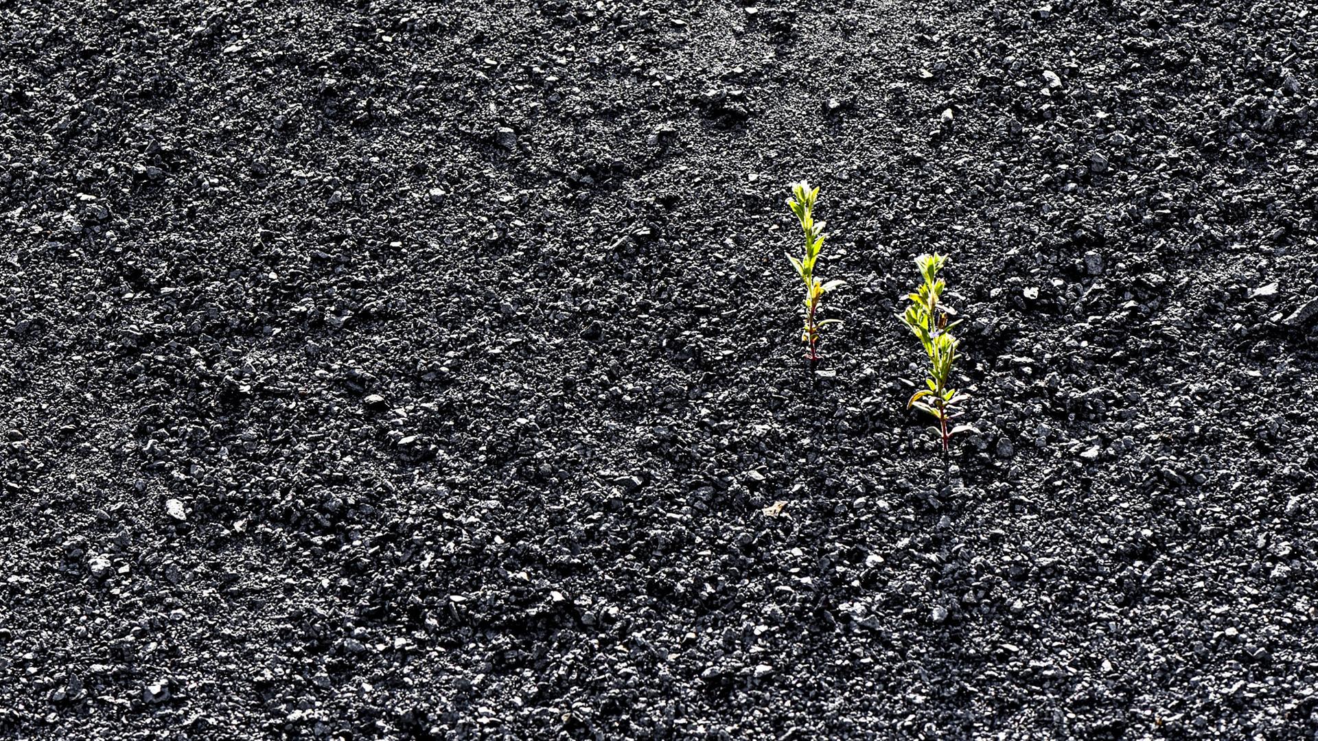 Zwei kleine Pflanzen wachsen auf schwarzer Erde.