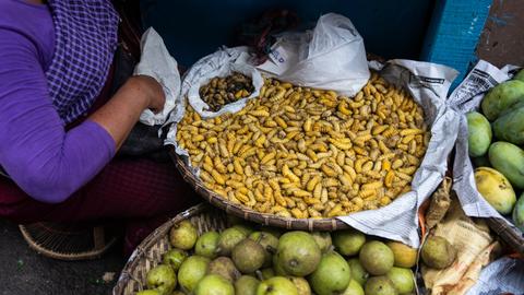 Eine Frau sitzt auf einem Markt, vor ihr ein Korb mit Insektenlarven, daneben weitere Körbe mit Äpfeln und Mangos.
