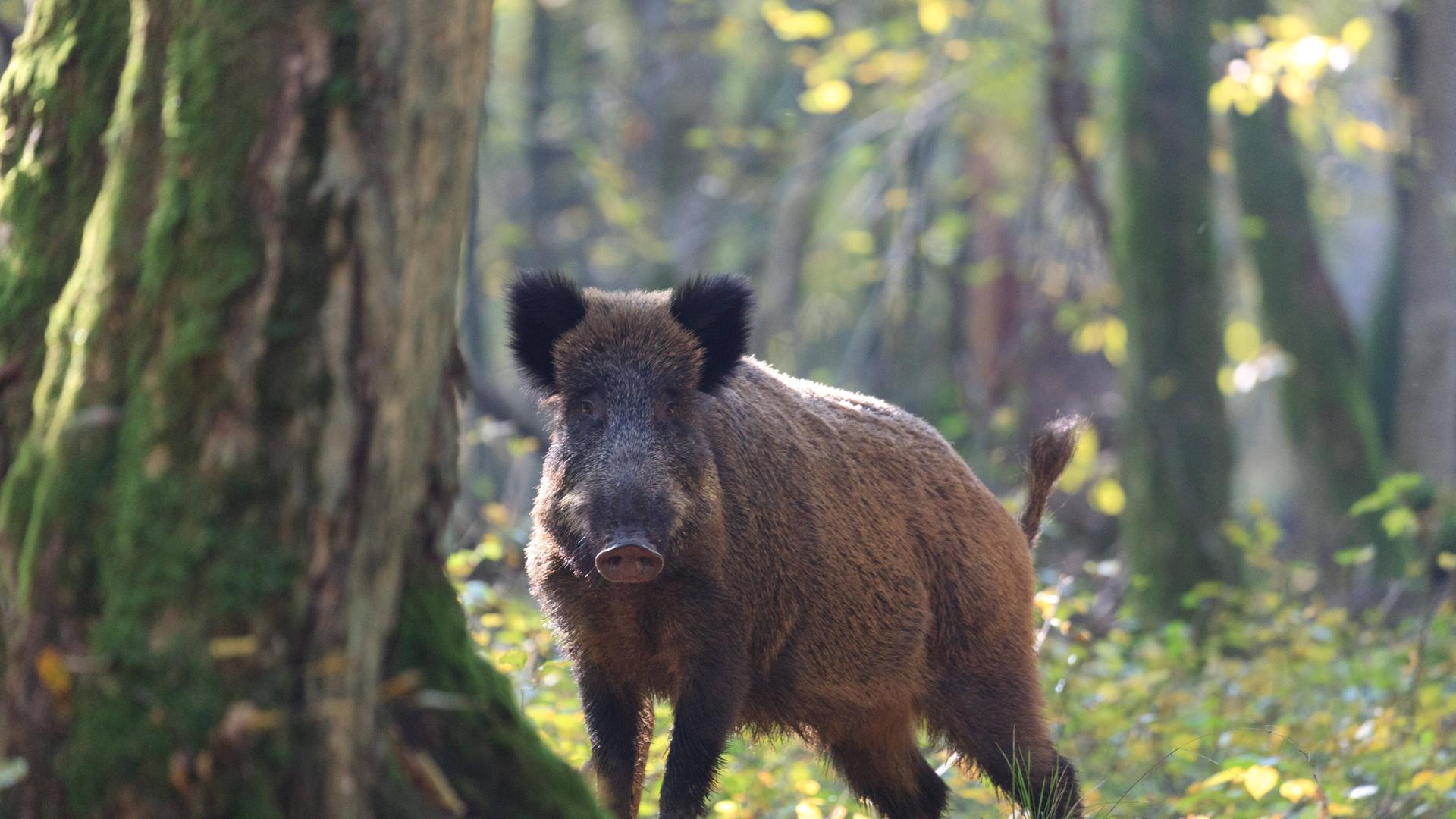 Ein braunes Wildschwein steht neben einem mit Moos bedeckten Baumstamm im Wald. Im Hintergrund scheinen die Sonnenstrahlen zwischen Ästen und Blättern von weiteren Bäumen hindurch.