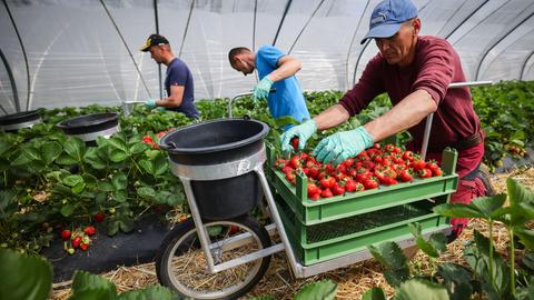 Saisonarbeiter aus Polen ernten frische Erdbeeren in einem Folientunnel.