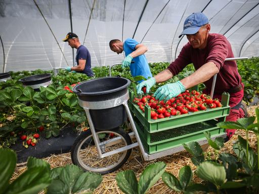 Saisonarbeiter aus Polen ernten frische Erdbeeren in einem Folientunnel.