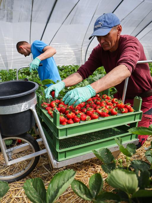 Saisonarbeiter aus Polen ernten frische Erdbeeren in einem Folientunnel.