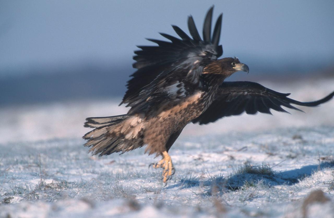 Ein juveniler Seeadler (Haliaeetus albicilla) im Biosphaerenreservat Elbe breitet im Schnee seine Schwingen aus.