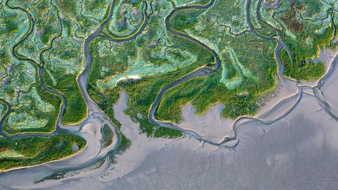 Land van Saeftinghe, Westerschelde, Luftaufnahme: Grüne Wiese und Flüsse.