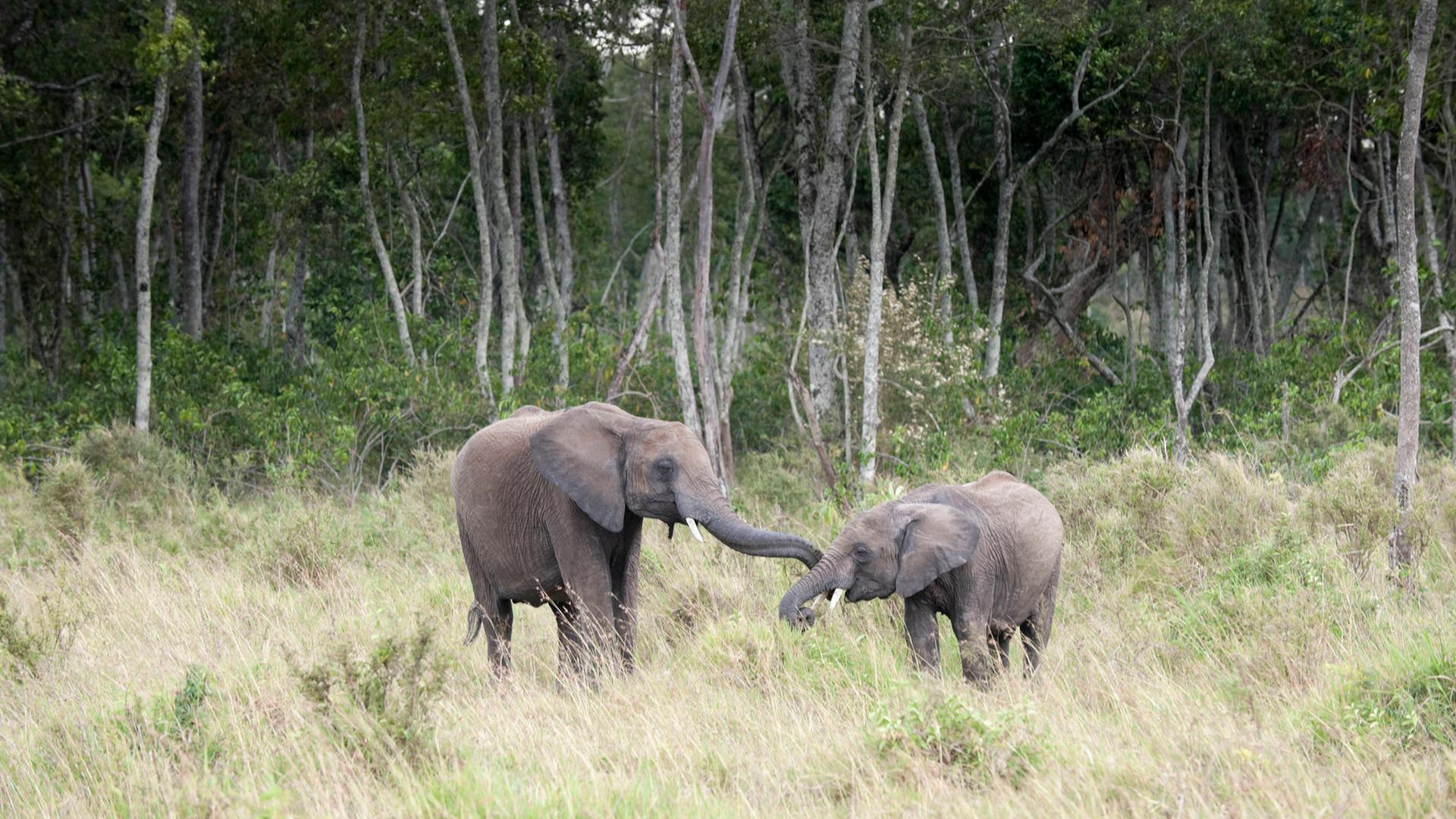 Zwei junge afrikanische Elefanten, die sich gegenseitig begrüßen, Masai Mara National Reserve, Kenya.