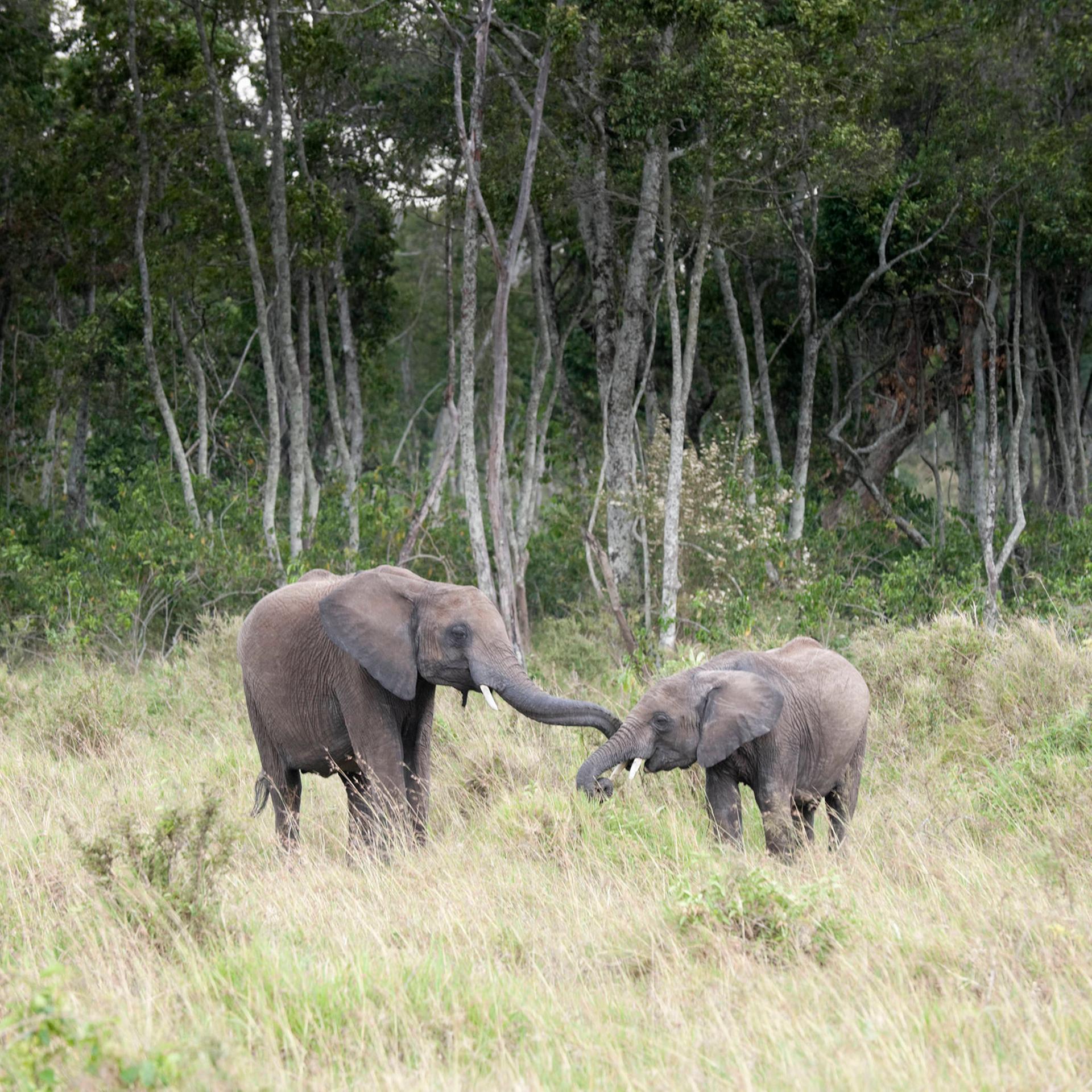 Verhaltenbiologie - Elefanten haben vielfältige Begrüßungsrituale