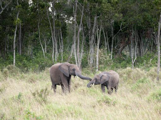 Zwei junge afrikanische Elefanten, die sich gegenseitig begrüßen, Masai Mara National Reserve, Kenya.