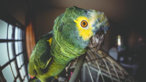 Nahaufnahme (Fischauge) eines Papageis auf einem Käfig stehend. Er ist gründ mit einer gelben Fläche um das Auge herum.