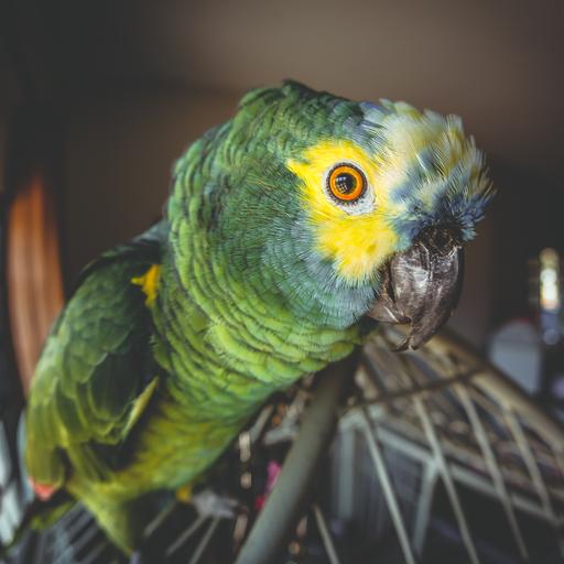 Nahaufnahme (Fischauge) eines Papageis auf einem Käfig stehend. Er ist gründ mit einer gelben Fläche um das Auge herum.