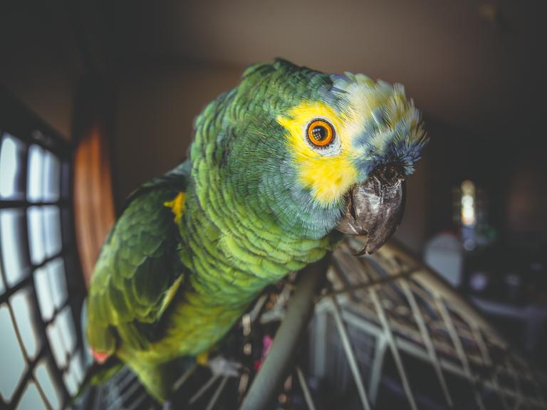 Nahaufnahme (Fischauge) eines Papageis auf einem Käfig stehend. Er ist gründ mit einer gelben Fläche um das Auge herum.