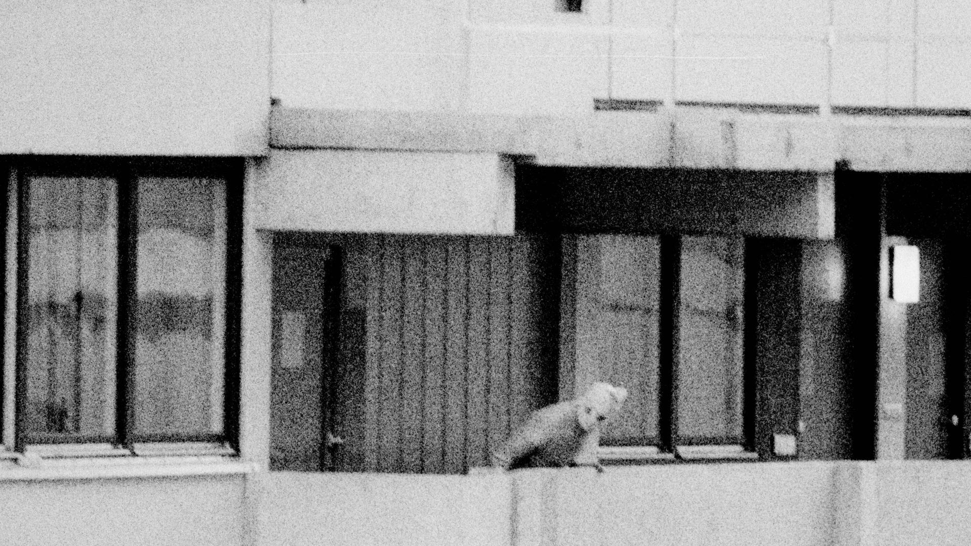 Ein Mann mit Sturmmaske auf dem Balkon im Olympischen Dorf München 1972. 