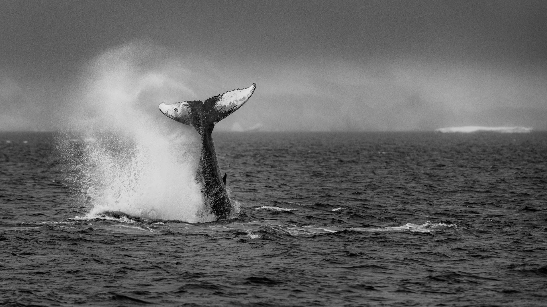Schwarz-Weiß-Bild der eines Buckelwals, der ins Meer taucht. Nur noch die Schwanzflosse ragt aus dem Wasser. Schwarz-Weiß-Bild der eines Buckelwals, der ins Meer taucht. Nur noch die Schwanzflosse ragt aus dem Wasser.