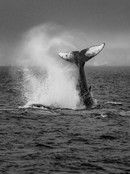 Schwarz-Weiß-Bild der eines Buckelwals, der ins Meer taucht. Nur noch die Schwanzflosse ragt aus dem Wasser.