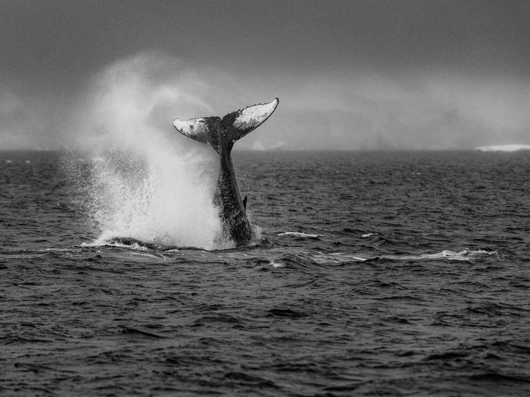 Schwarz-Weiß-Bild der eines Buckelwals, der ins Meer taucht. Nur noch die Schwanzflosse ragt aus dem Wasser.