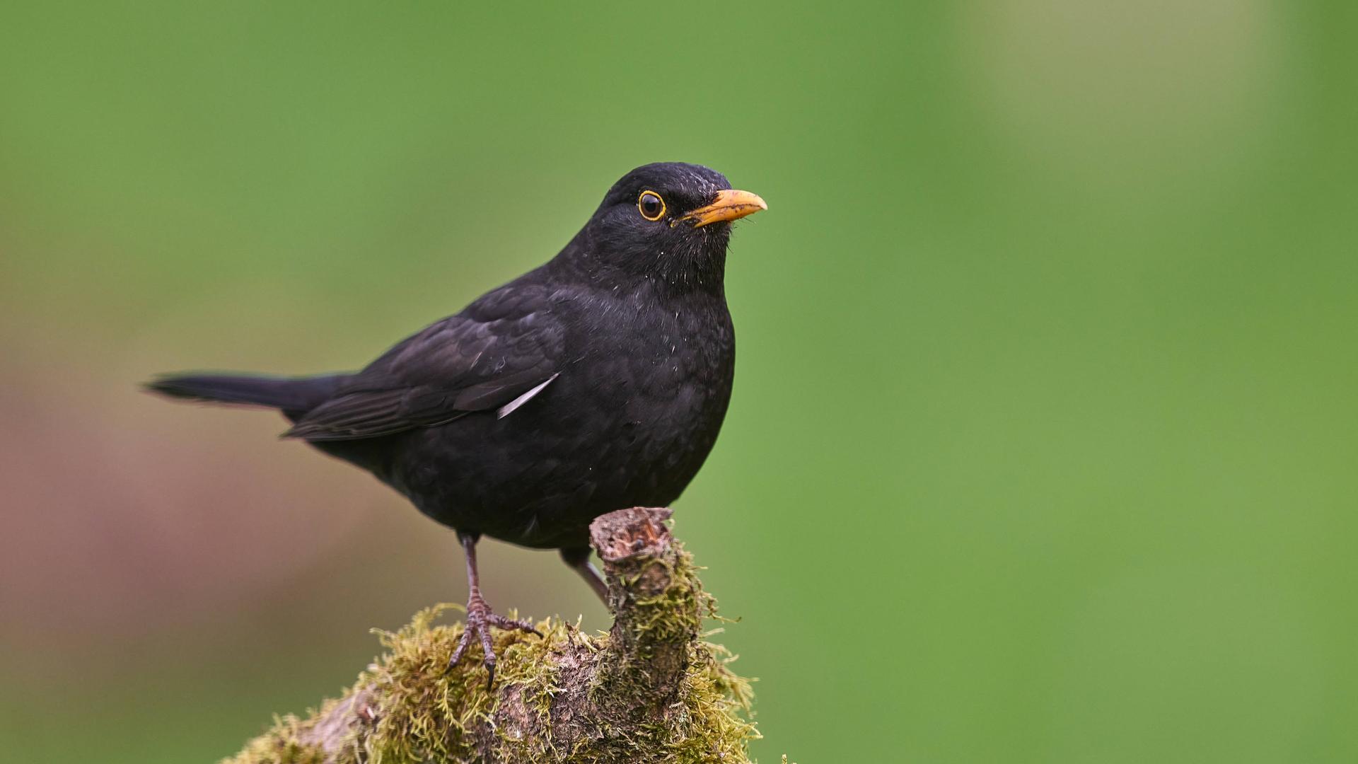 Ein schwarzer Vogel mit einem gelben Schnabel. Der Vogel sitzt auf einem Baum-Stamm. Ein schwarzer Vogel mit einem gelben Schnabel. Der Vogel sitzt auf einem Baum-Stamm.