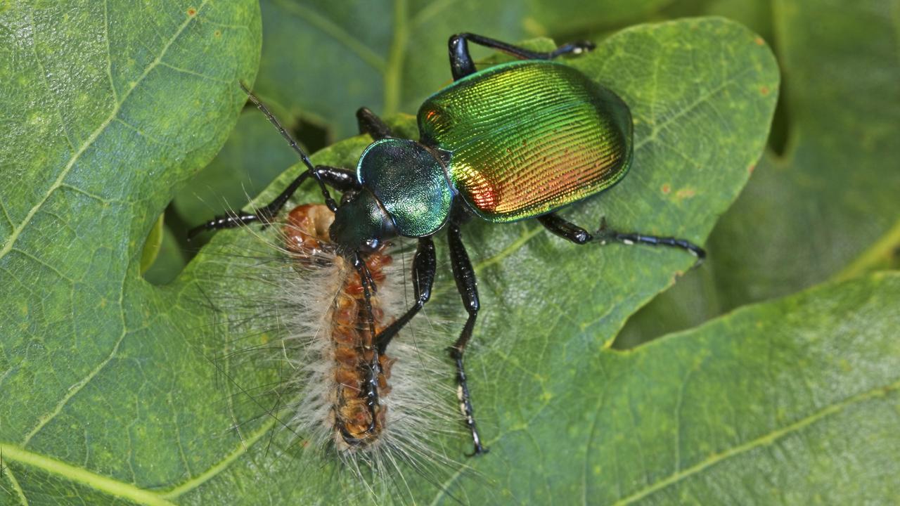 Ein Großer Puppenräuber, (Calosoma sycophanta, Calosoma sycophantha), mit erbeuteter Schmetterlings-Raupe, sitzt auf einem Blatt.