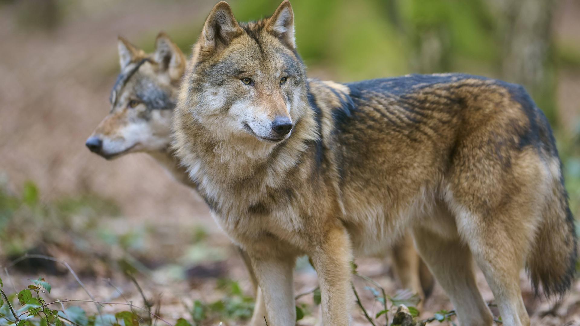 Zwei Wölfe im Wald mit dichtem braunem Fell, die aufmerksam in derselben Richtung schauen