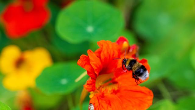 Eine Hummel besucht eine Blüte der Kapuzinerkresse. Die Blüten sind auch für den menschlichen Verzehr geeignet.