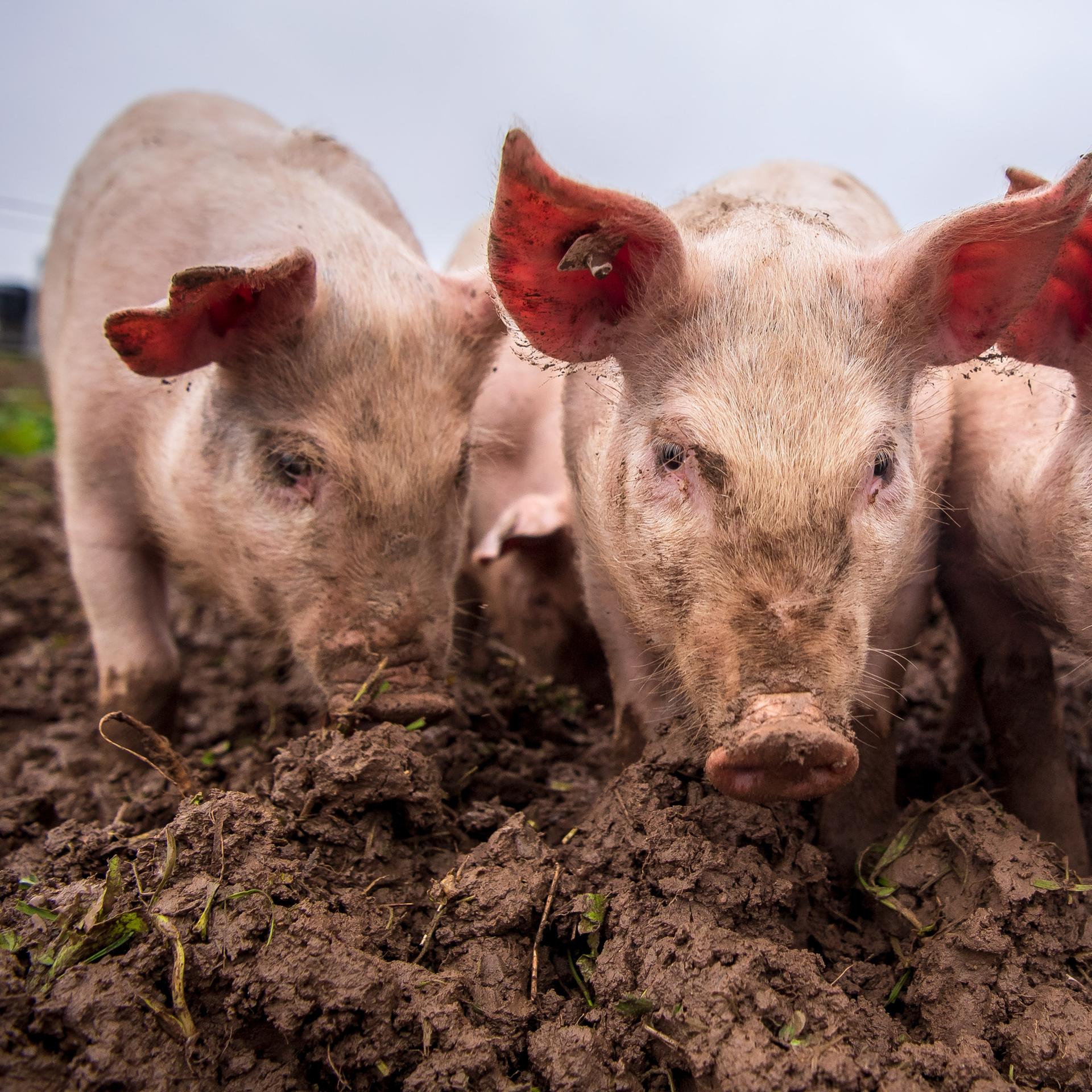 Schweine in einem Freigehege. 