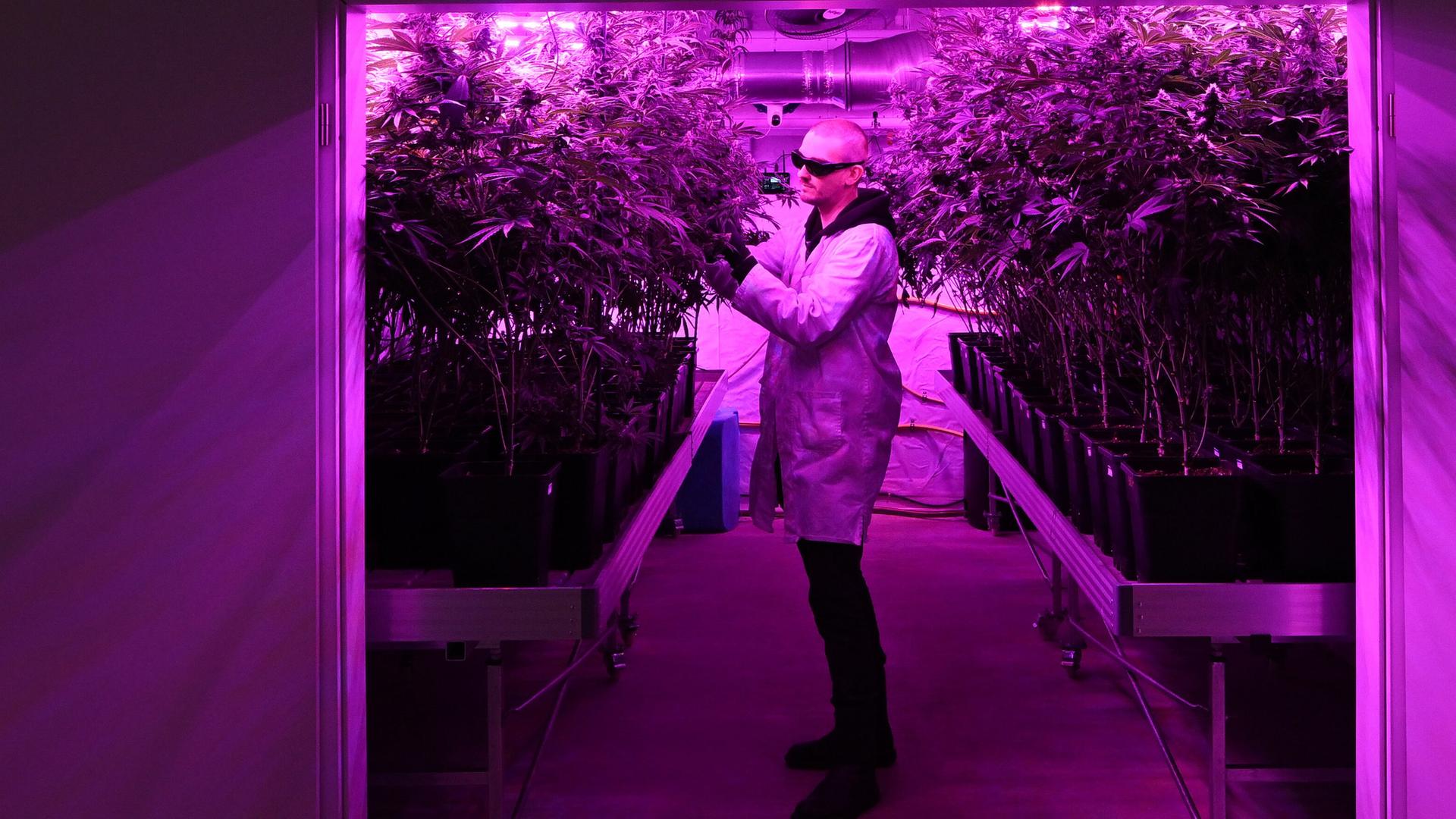 Dennis Gottschalk, Vorstand des Verein Cannabis Social Club Erfurt e.V., steht im Gewächshaus zwischen Cannabis-Pflanzen.