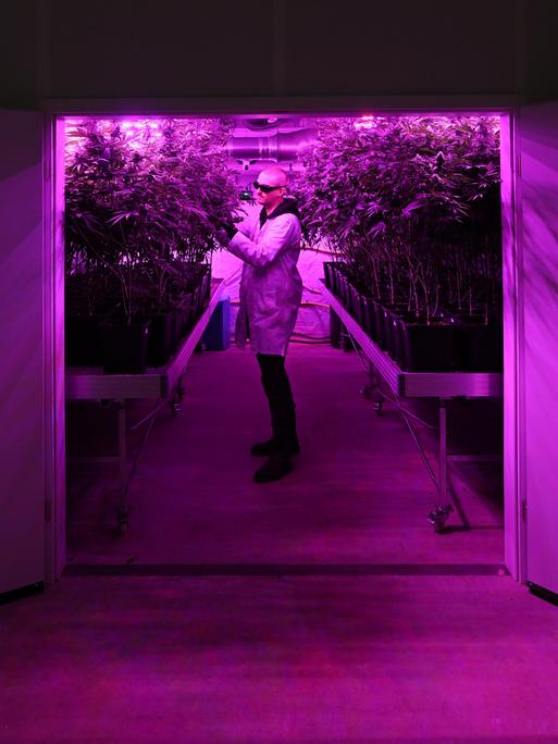 Dennis Gottschalk, Vorstand des Verein Cannabis Social Club Erfurt e.V., steht im Gewächshaus zwischen Cannabis-Pflanzen.