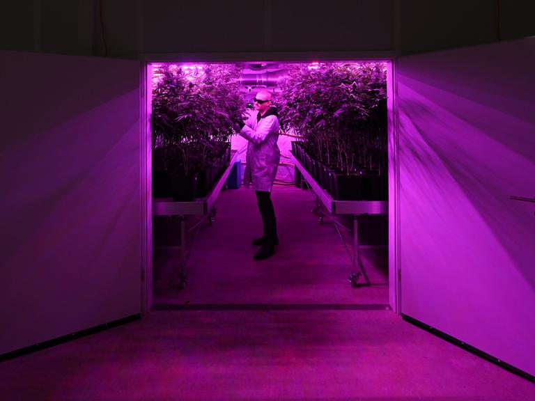 Dennis Gottschalk, Vorstand des Verein Cannabis Social Club Erfurt e.V., steht im Gewächshaus zwischen Cannabis-Pflanzen.