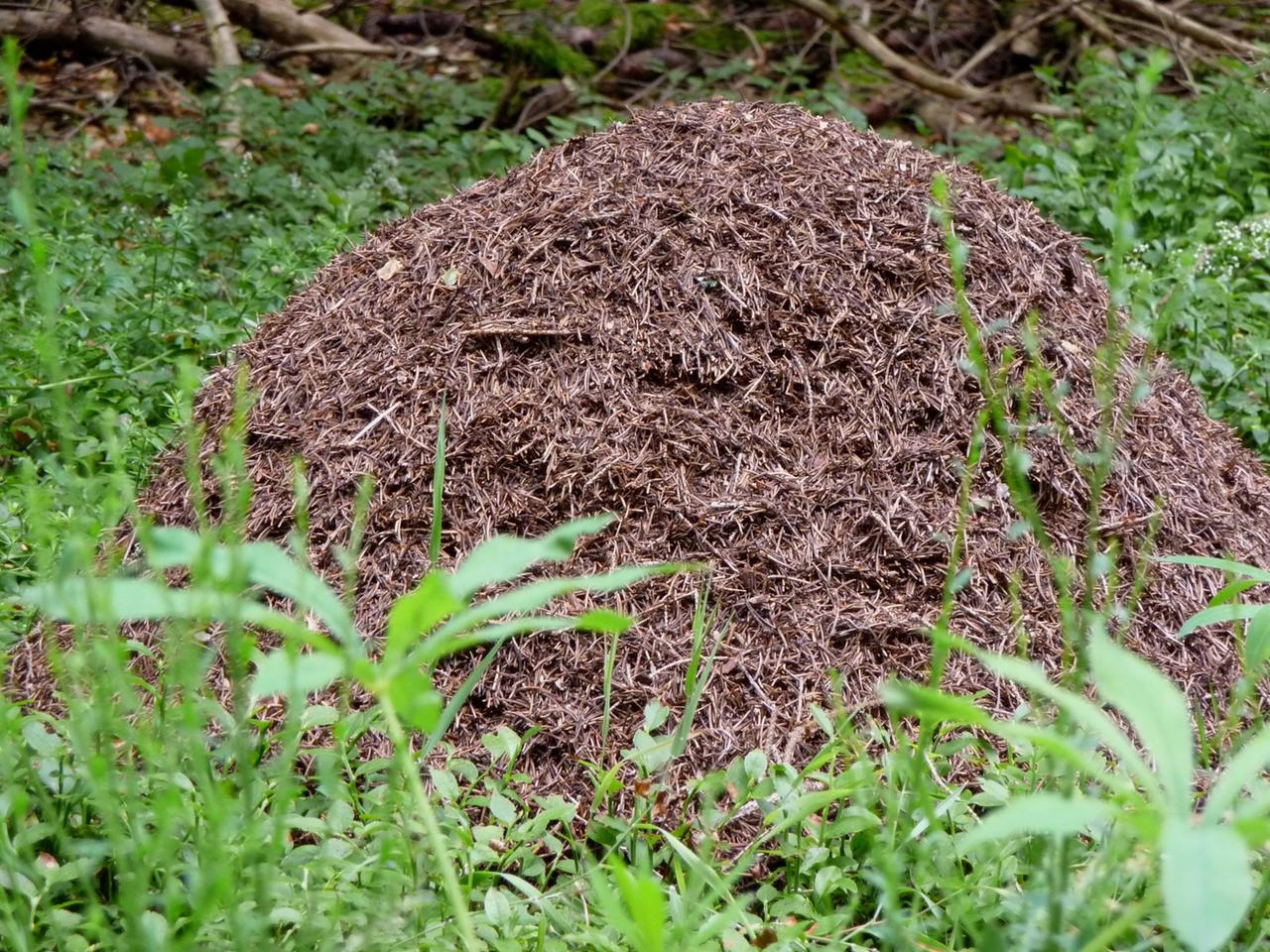 Ameisenhaufen