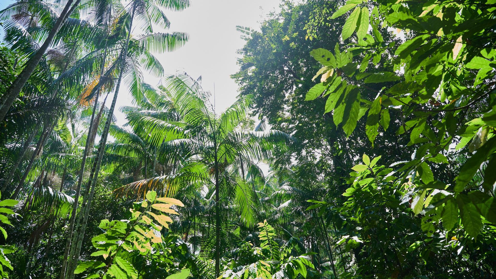 Brasilien, Belem: Die Sonne scheint durch den Regenwald bei Belem. Regenwald ist sowohl als Lebensraum als auch als CO-Speicher enorm wichtig.