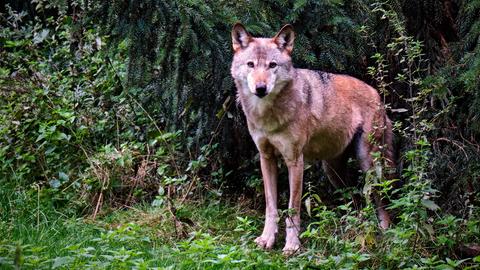 Ein schlanker Wolf steht am Waldrand und blickt aufmerksam in Richtung Kamera.