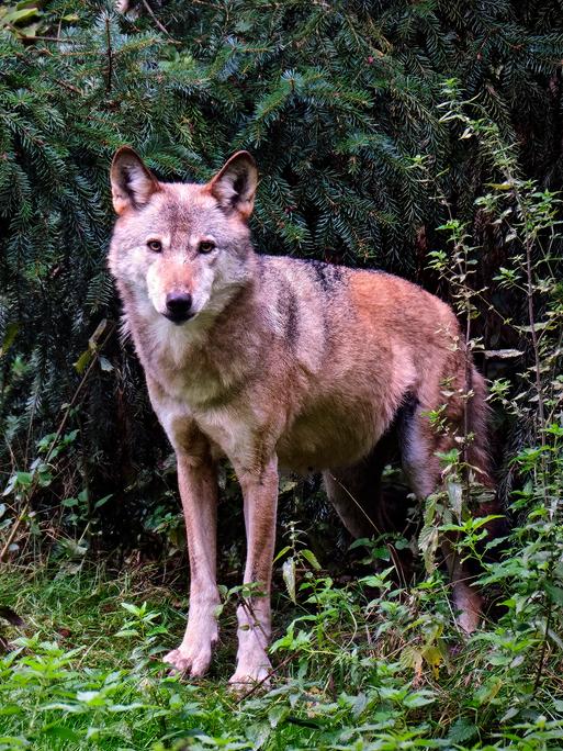Ein schlanker Wolf steht am Waldrand und blickt aufmerksam in Richtung Kamera.
