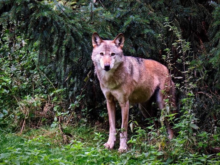 Ein schlanker Wolf steht am Waldrand und blickt aufmerksam in Richtung Kamera.