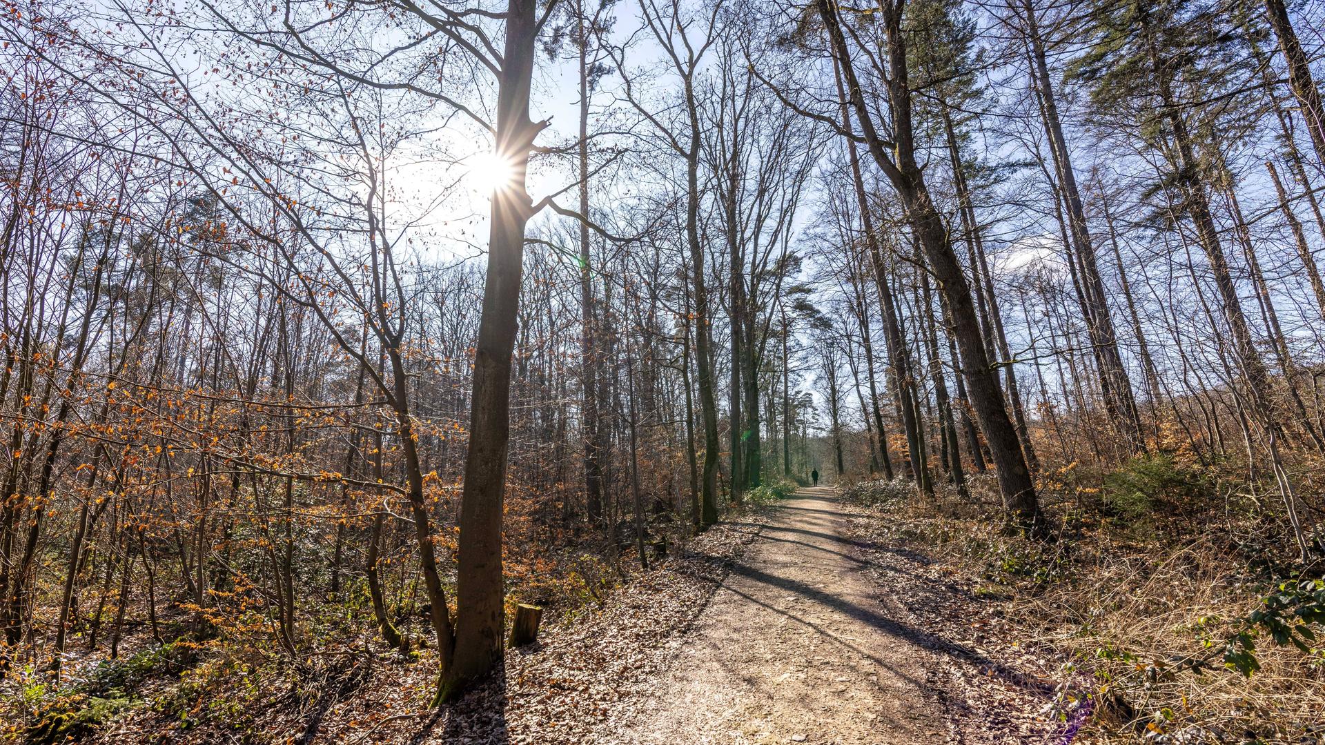 Die Sonne scheint bei blauem Himmel durch Bäume im Wald.