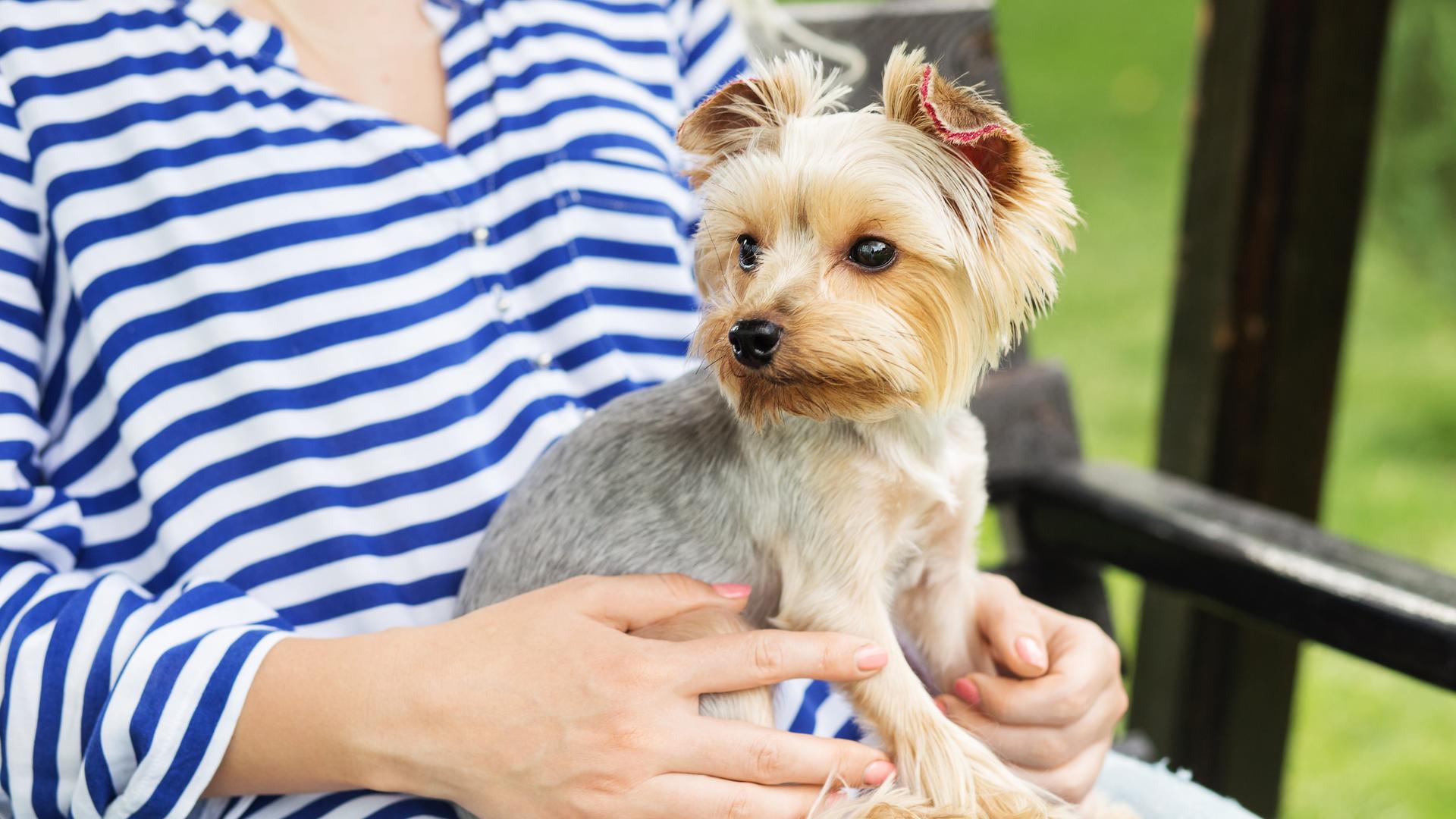 Ein kleiner Hund sitzt auf dem Schoß einer Frau und schaut in die Ferne. Ein kleiner Hund sitzt auf dem Schoß einer Frau und schaut in die Ferne.