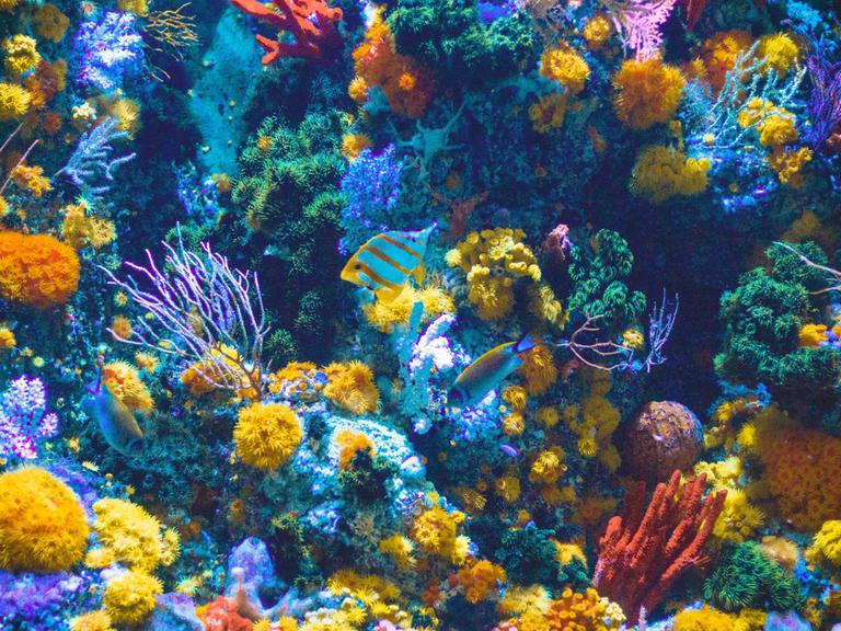 Zwei Fische schwimmen durch bunte Korallen.
