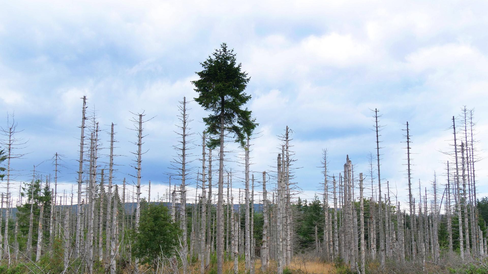 Im Nationalpark Harz stehen kaputte Nadelbäume, ein Nadelbaum hat noch eine grüne Spitze.