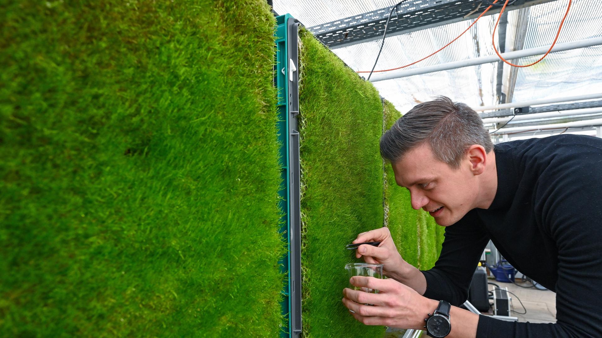 Peter Sänger, Gründer und Geschäftsführer der Firma Green City Solutions, nimmt in einem Gewächshaus von einer Moosmatte eine Probe. 