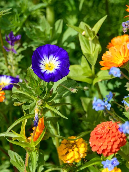 Herrliche Blumen-Vielfalt an einem sonnigen Tag Mix aus bunten Blumen am Wegesrand im Herbst Tiefenbach Rohrmoos Bayern Deutschland 